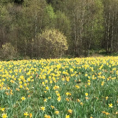Holgenbach - Penthouse- Und Im Nationalpark Eifel Schleiden