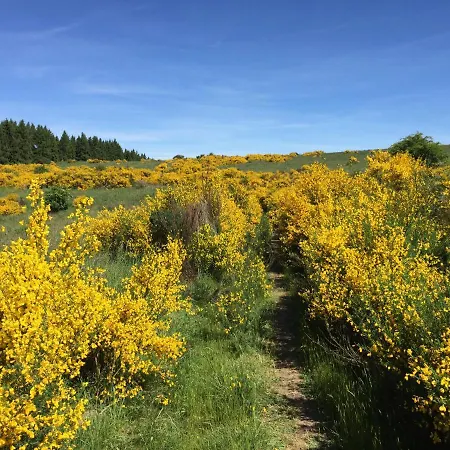 Holgenbach - Penthouse Und Im Nationalpark Eifel Schleiden