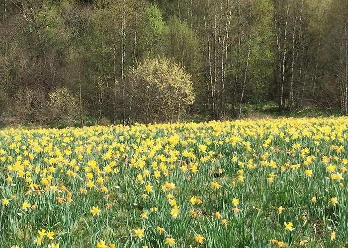 Holgenbach - Penthouse Und Im Nationalpark Eifel Шляйден
