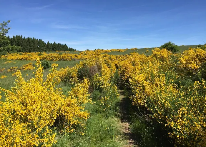 Holgenbach - Penthouse Und Im Nationalpark Eifel Schleiden